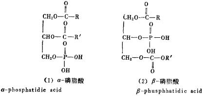 卵磷脂的结构介绍